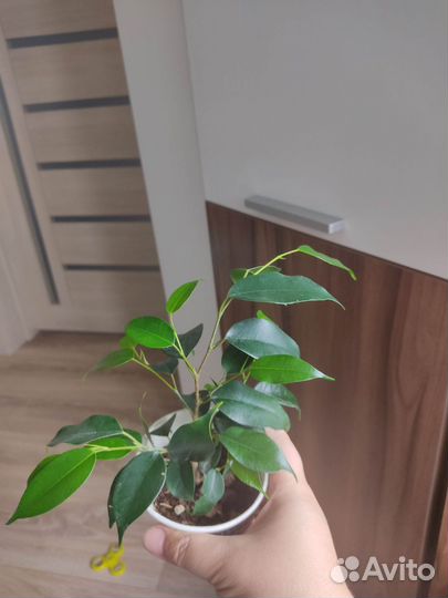 Фикус Бенджамина