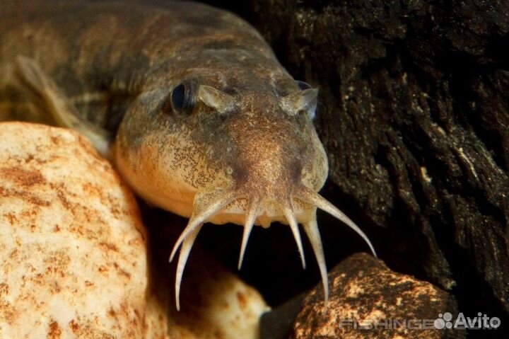 Голец усатый