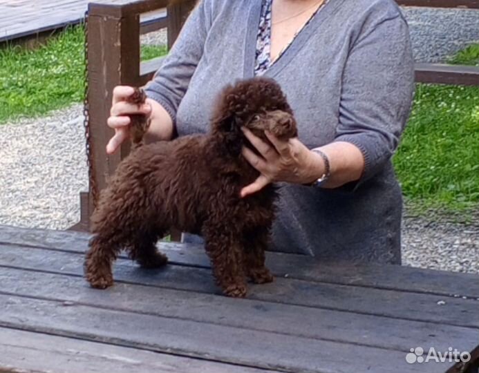 Девочка, пудель в любимцы