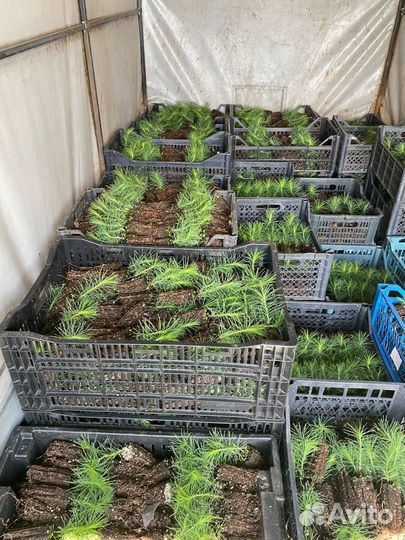 Сосна сеянцы с зкс и окс для Лесовосстановления