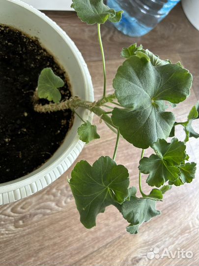 Продам сортовые пеларгонии