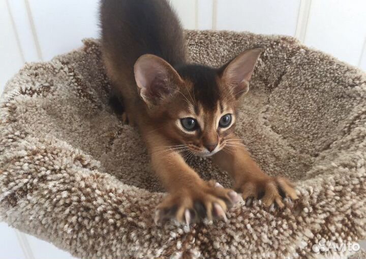 Абиссинские Виктор и Виктория