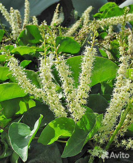 Многолетник. Лиана