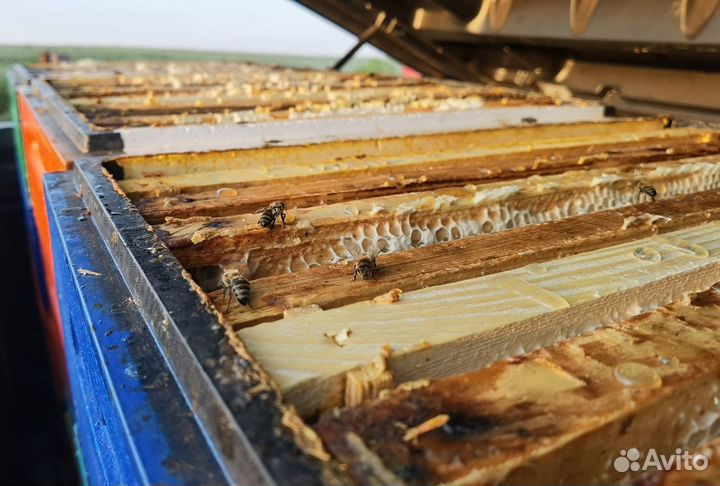 Рамка меда в сотах