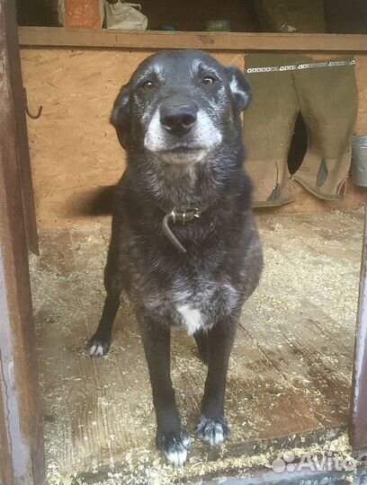 У Лолы депрессия в приюте. Спасите