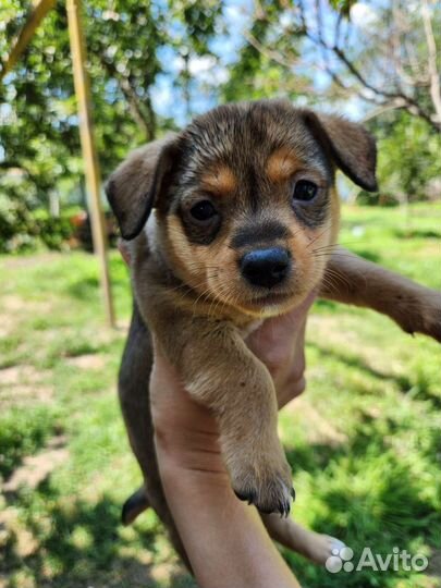 Щенки маленькой породы в добрые руки