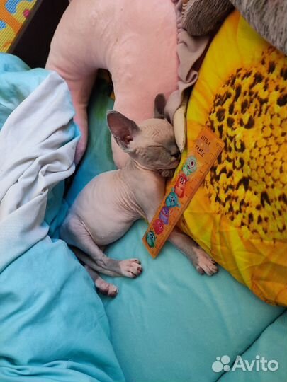 Канадский сфинкс