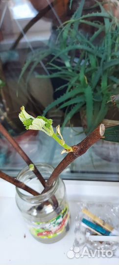 Черенки винограда