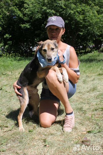 Сэм собака - ласка