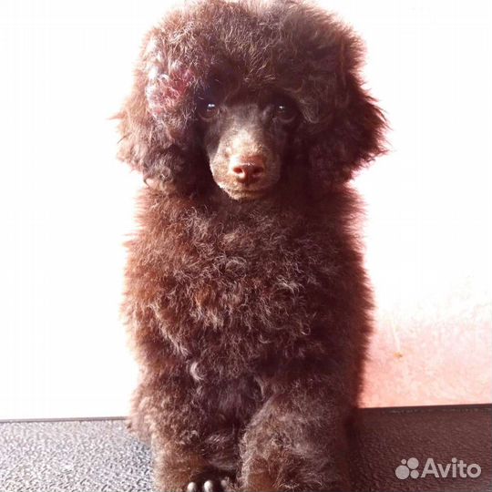 Щенки той пуделя, мини. Красивые, здоровые