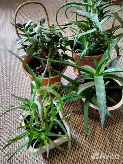 Освобождаю подоконник. Цветы