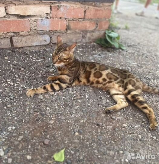 Бенгальский кот бесплатно