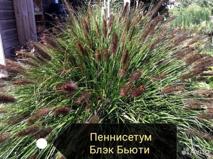 Декоративные злаки, люпин семена