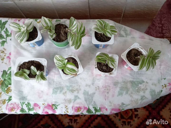 Традесканция