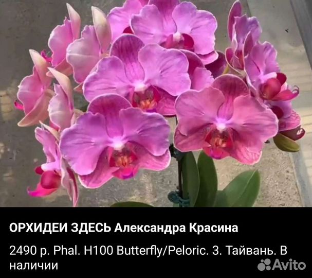 Ароматные орхидеи