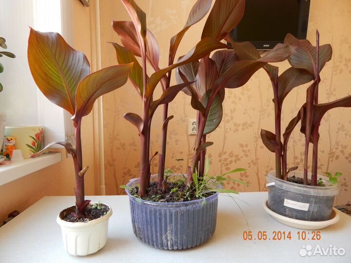 Цветок канна за 1 клубень