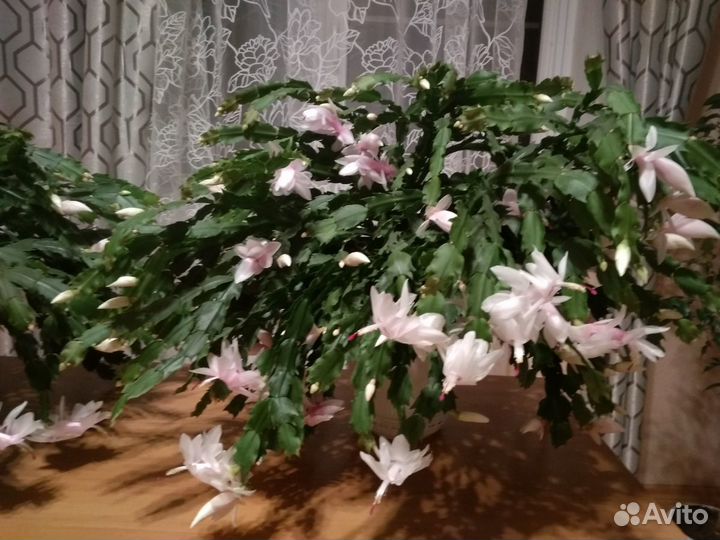 Цветок декабрист бело- розовый