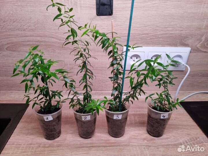 Миртовое дерево, мирт