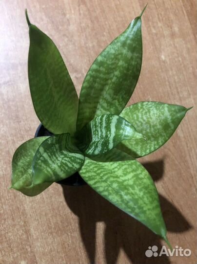 Сансевиерия