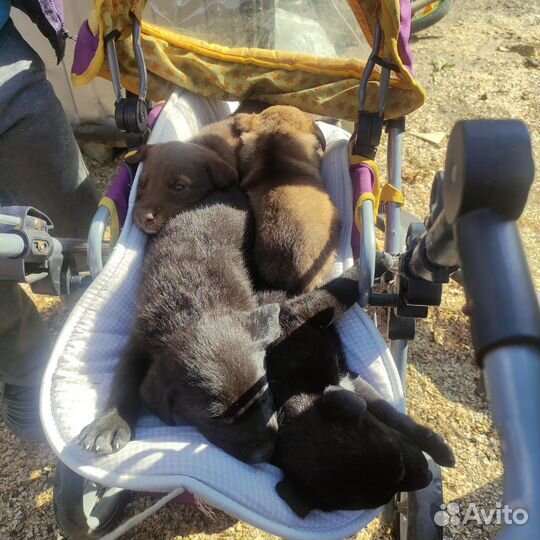 Щенки в добрые руки