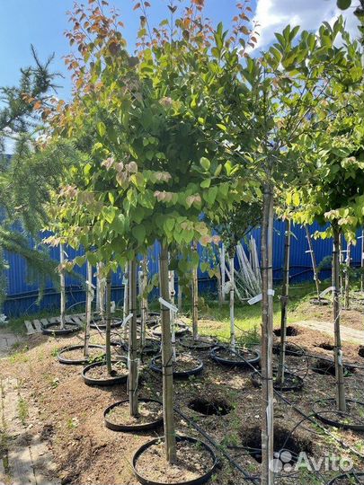 Саженцы Багрянник японский Cercidiphyllum japonic