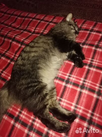 Передержка домашних животных, зооняня