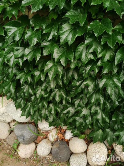 Живой кондиционер Вейчи 1+1