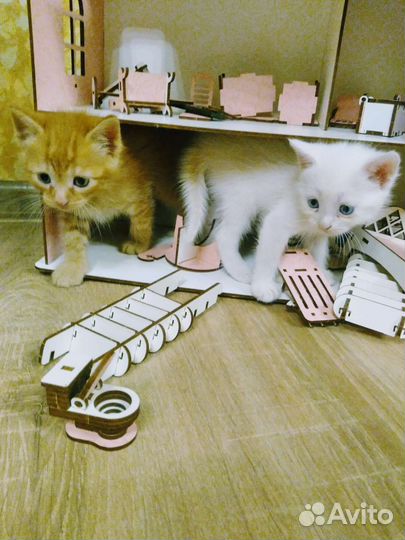 Котята от домашней кошки