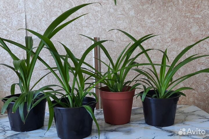 Комнатные цветы Берёзка и хлорофитум