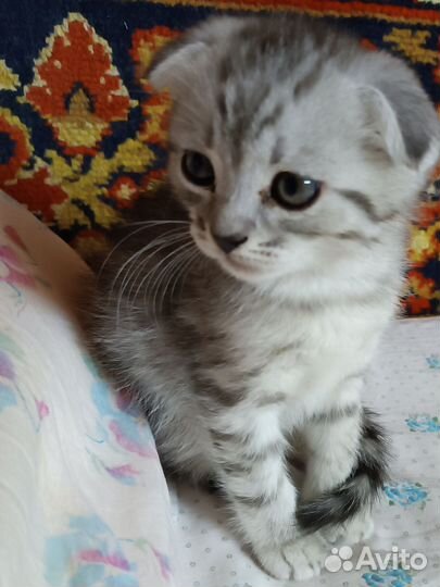 Шотландский котенок