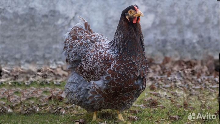 Инкубационное яйцо и цыплята породных кур