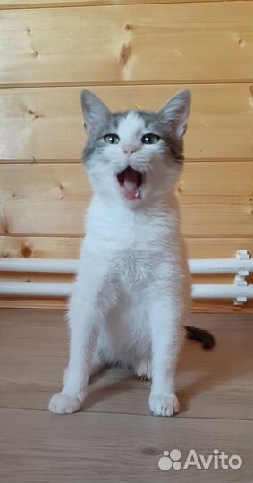 Котенок девочка