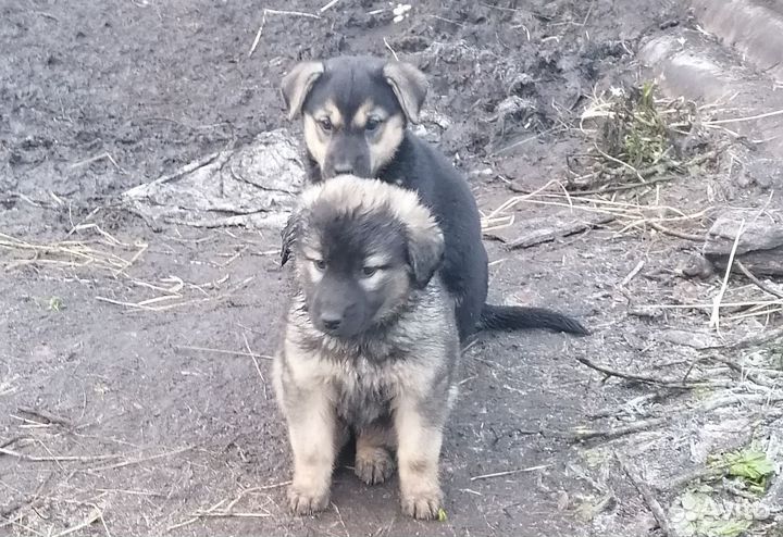 Собака в добрые руки отдам бесплатно