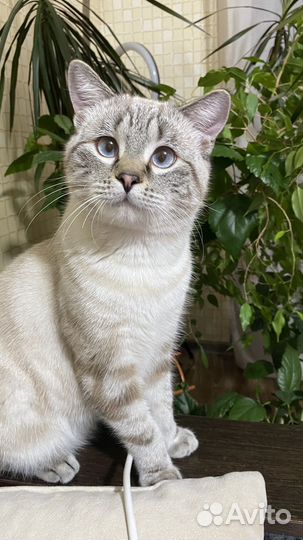 Британские котята