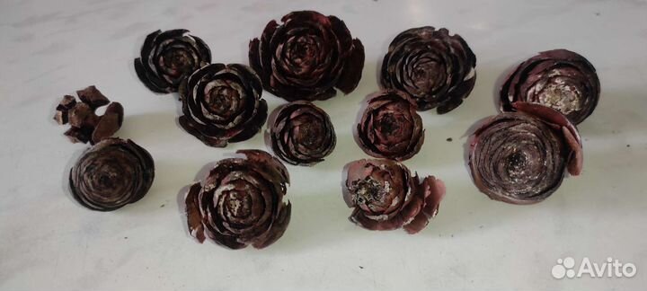 Розочки шишек кедра+ секвойи