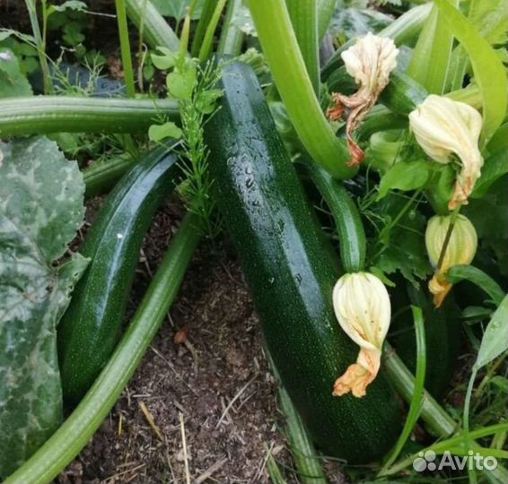 Горох кабачки