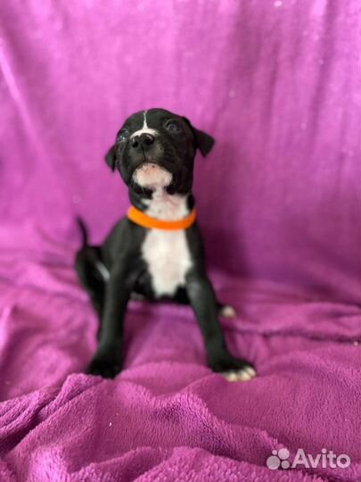 Щенки питбуля