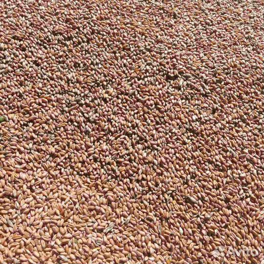 Продаю зерно