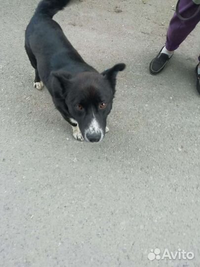 Маленькая собака в добрые руки