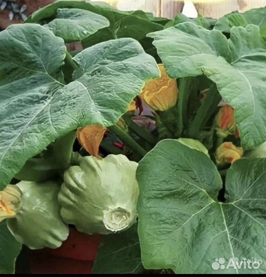 Патиссон и Баклажан комнатные семена