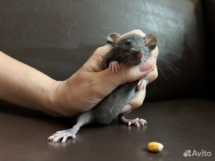 Крыса дамбо