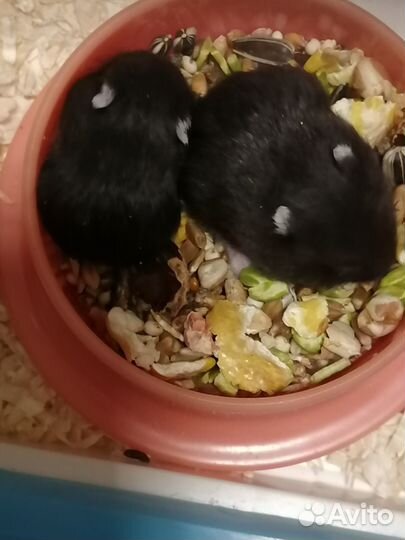 Чёрные Джунгарики