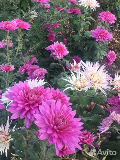 Хризантемы