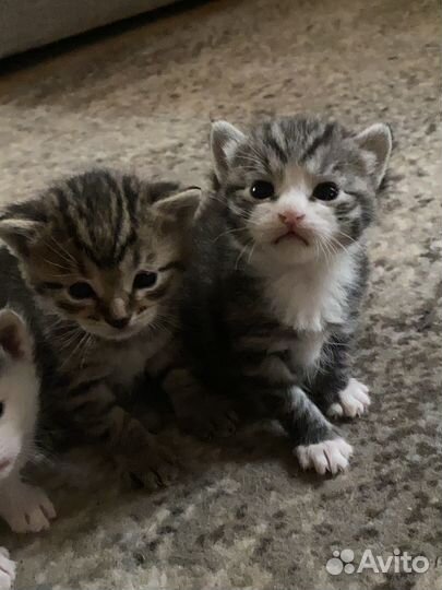 Котята в добрые руки