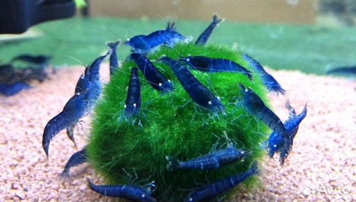 Креветки разные красные/синие/прозрачные/чёрные