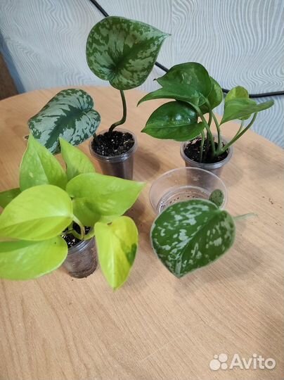 Комнатные растения