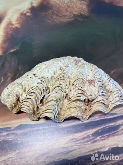 Морские ракушки раковины австралия