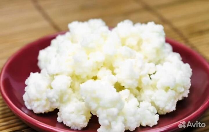 Молочный гриб