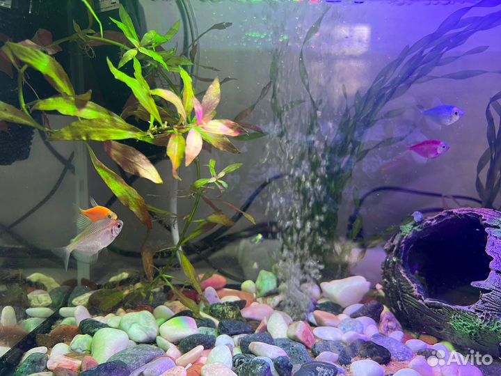 Аквариум с рыбками