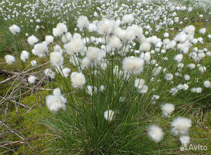 Пушица (саженцы)